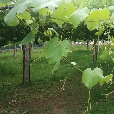 Casita Con Encanto Entre Vinedos Cambados